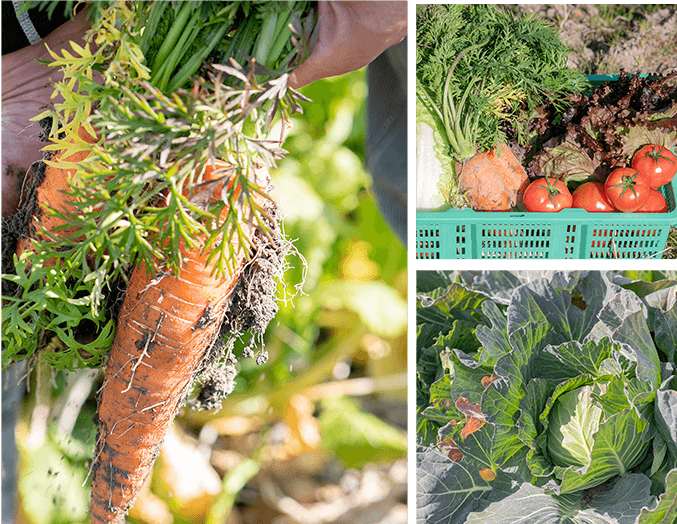 野菜集合